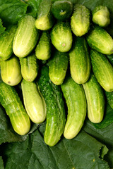 Fresh cucumbers lie together on green leaves. The texture of green vegetables.