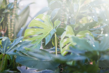 green leafs dark nature background