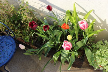 Jardinière de tulipes multicolores (vue plongeante)