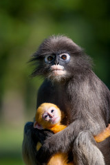 mother and baby,Southern langur glasses raise children