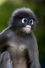 close up of a black faced Southern langur glasses 