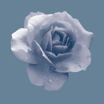 Blue Rose Backgrounds Images Browse 275 446 Stock Photos Vectors And Video Adobe Stock