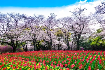 別府公園の桜