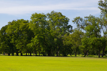 Naklejka premium tree in the park