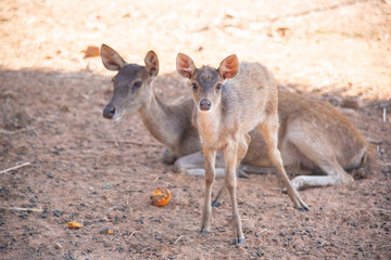Deer standing and looking at the camera