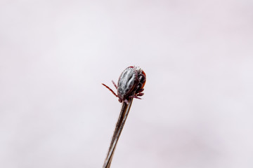 Closeup view of parasite mite on the white background