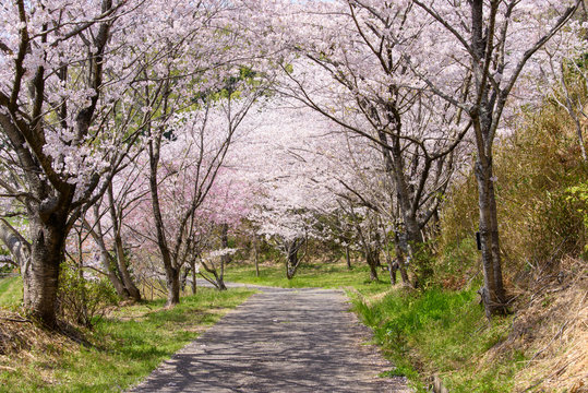 写真素材：桜、自然、風景、日本、晴れ、植物、花、樹木、桜並木