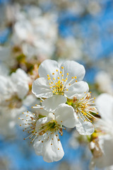 Close-up shot of blossoms of a cherry tree. Background for flowers, spring flowering and floriculture.