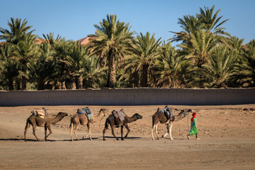 Berber mit Kamelen in der Sahara Merzouga Erg Chebbi, Marokko