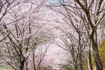 写真素材：桜、自然、風景、日本、晴れ、植物、花、樹木、桜並木