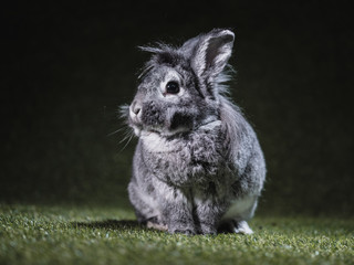 Rabbit sitting on the green grass. Picture taken in the studio.