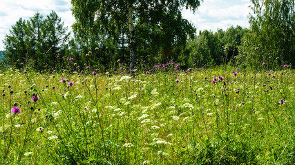 Exuberant flowering of field grasses in July in the Urals