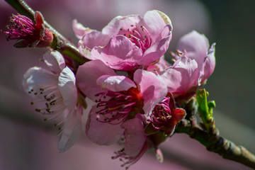 Peach tree blossom, tender pink flowers in spring on blue sky, selective focus, seasonal nature flora