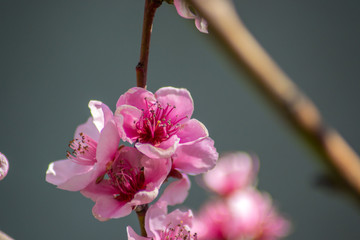 Peach tree blossom, tender pink flowers in spring on blue sky, selective focus, seasonal nature...