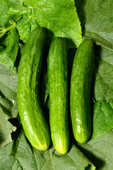 Three fresh large cucumbers lies on green leaves. The texture of green vegetables.
