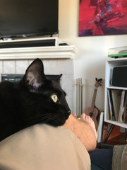 Beautiful black cat with green eyes sits on man's lap during coronavirus pandemic.