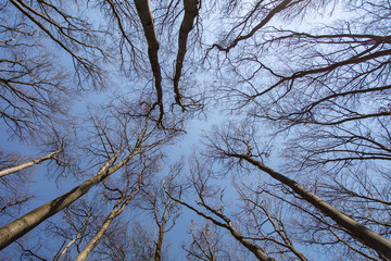 Trees without leaves on sky background