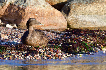Eiderente im Herbst auf der Ostsee