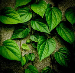 Isolated Piper Betel Leaves, have a function as a natural antiseptic to kill bad micro bacteria....