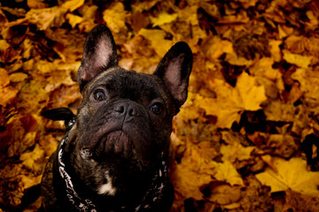 Französische Bulldogge