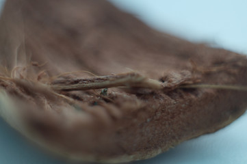 macro coconut peel beautiful home collection