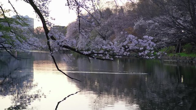 A Duck Swimming Across In The Lake During Sakura Cherry Blossoms Season in Tokyo, Japan - Closeup Shot