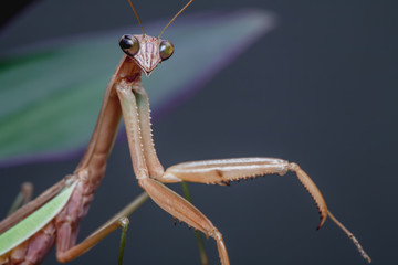 Mantis - big green. On a green leaf. Set design in the studio.