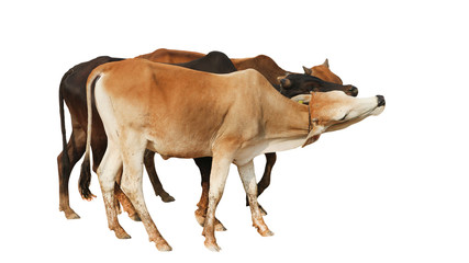 Cows Standing on a white background Embed Clipping Path	
