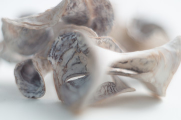 macro abstraction grass dry grass beautiful home collection