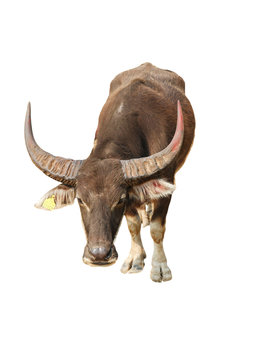 Buffalo Isolated On White Background	