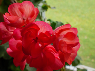 Geranium Flower Closeup