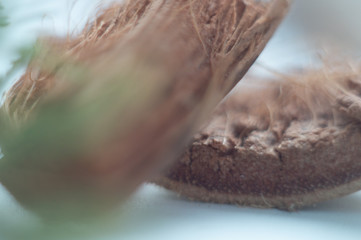macro abstraction grass dry grass beautiful home collection