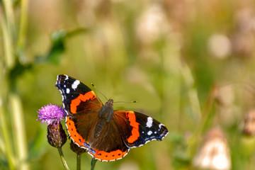 Butterfly Admiral on a flower. Blurred green background.