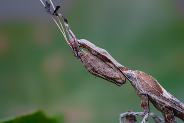 Mantis on a green leaf with in gray background. Full frame insect.