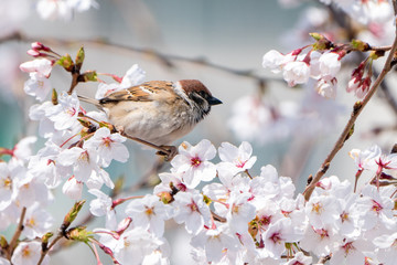 봄 벚꽃위에 앉아 있는 새
