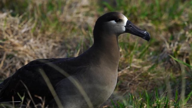 空を飛ぶクロアシアホウドリ　スローモーション