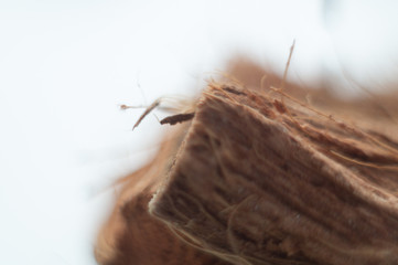 macro abstraction grass dry grass beautiful home collection