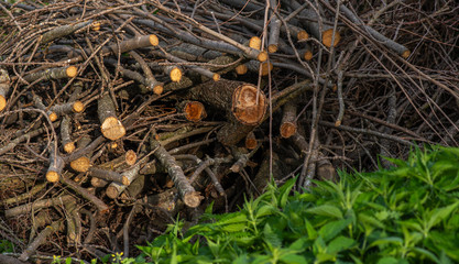 Pile of tree branches on green grass. A big pile of cut dry tree twigs and branches stacked in the field. Forest or park cleaning. Environmental pollution. Environment protection concept.