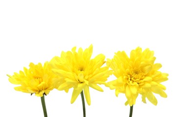 Three yellow chrysanthemums on white background