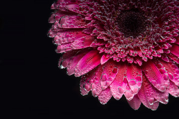 pink flower on black background