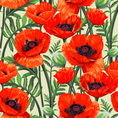 Seamless pattern with red Common Poppy (Papaver rhoeas) flowers isolated on white background. Spring illustration.