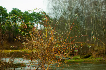 Obraz premium Bank of a small river in autumn, Moscow region
