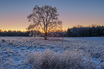 Fototapeta na wymiar Winter landscape at dawn of an iced meadow after a freezing rain event, Al Sabo Land Preserve, Michigan, USA
