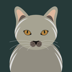 Grey cat pet portrait, vector