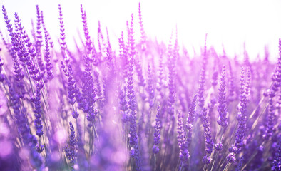 Selective focus on lavender flowers in flower field. Lavender flowers lit by sunlight. Provence, Valensole Plateau, France.