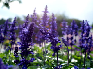 Obraz premium lavender flowers in the garden