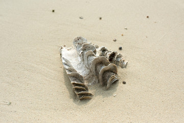 CONCHIGLIA NELLA SABBIA