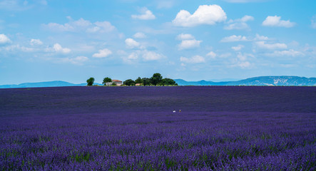 Purple blooming lavender field of Provence, France, on a sunny day with beautiful scenic sky and farmhouse on horizon.