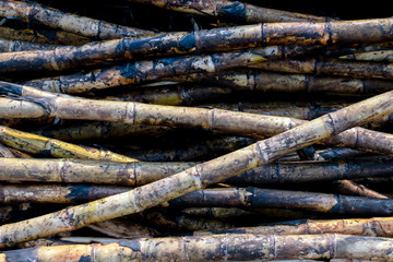 pile sugarcane burned in the harvest season, sugar cane fresh, sugarcane burn in field, sugar cane burned in plantation