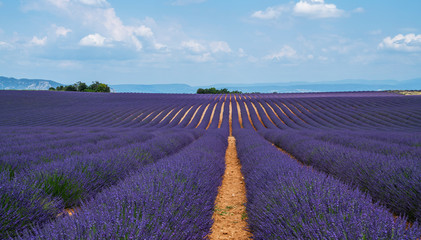 Lavender field in sunlight, Provence, Plateau Valensole. Beautiful image of lavender field. Rows to the horizon, image for natural background. Summer vacations travel background.